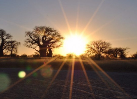 Botswana Footprints - Baines