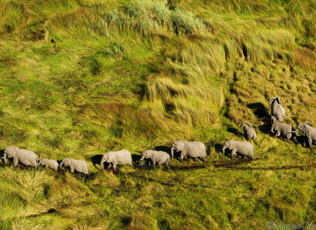 Botswana Footprints - Elephants