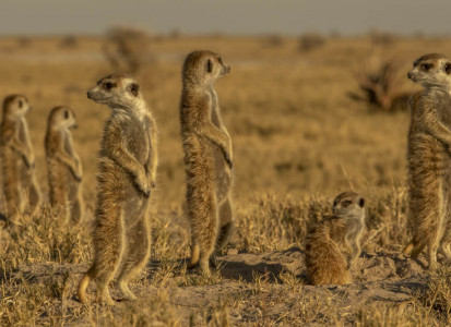 Botswana Footprints - Meerkat sighting