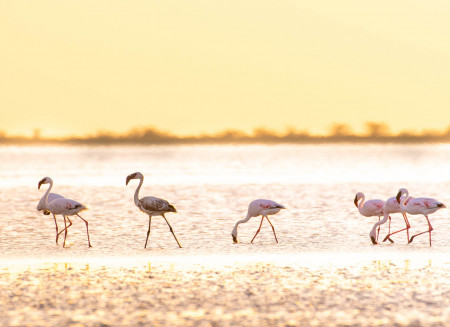 Botswana Footprints - Nata bird sanctuary