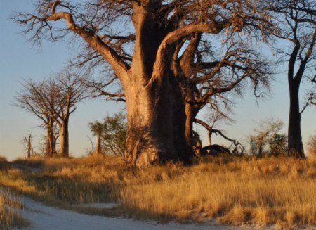 Botswana Footprints - Baobabs