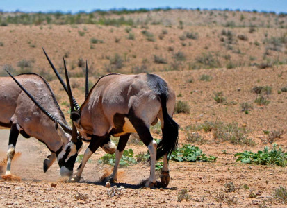 Botswana Footprints - Gemsbok fighting