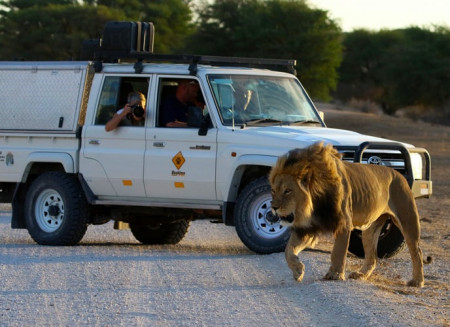 Botswana Footprints - Male Lion